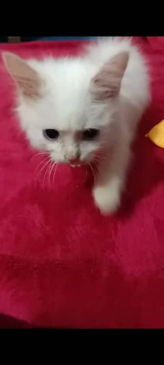 persian kitten persian cats, only Whatsapp