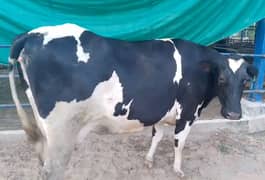 100% Pure Australian Holstein Friesian - 2nd Lactation