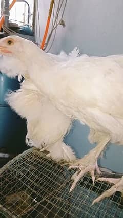 white bantam 2 females healthy & active