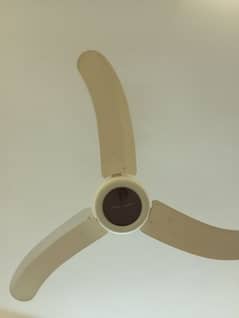 Pak Fan with brown center disc