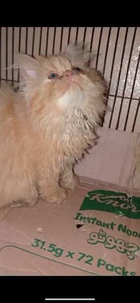 persian kittens- peke- near to peke -female male -ginger kitten 4