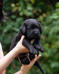 Pedigree Labrador male puppy available