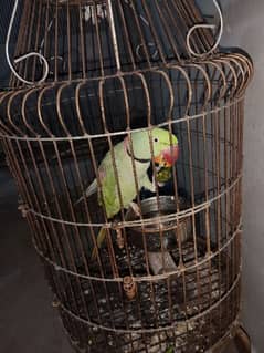 kashmiri Pahari raw parrot sale with cage