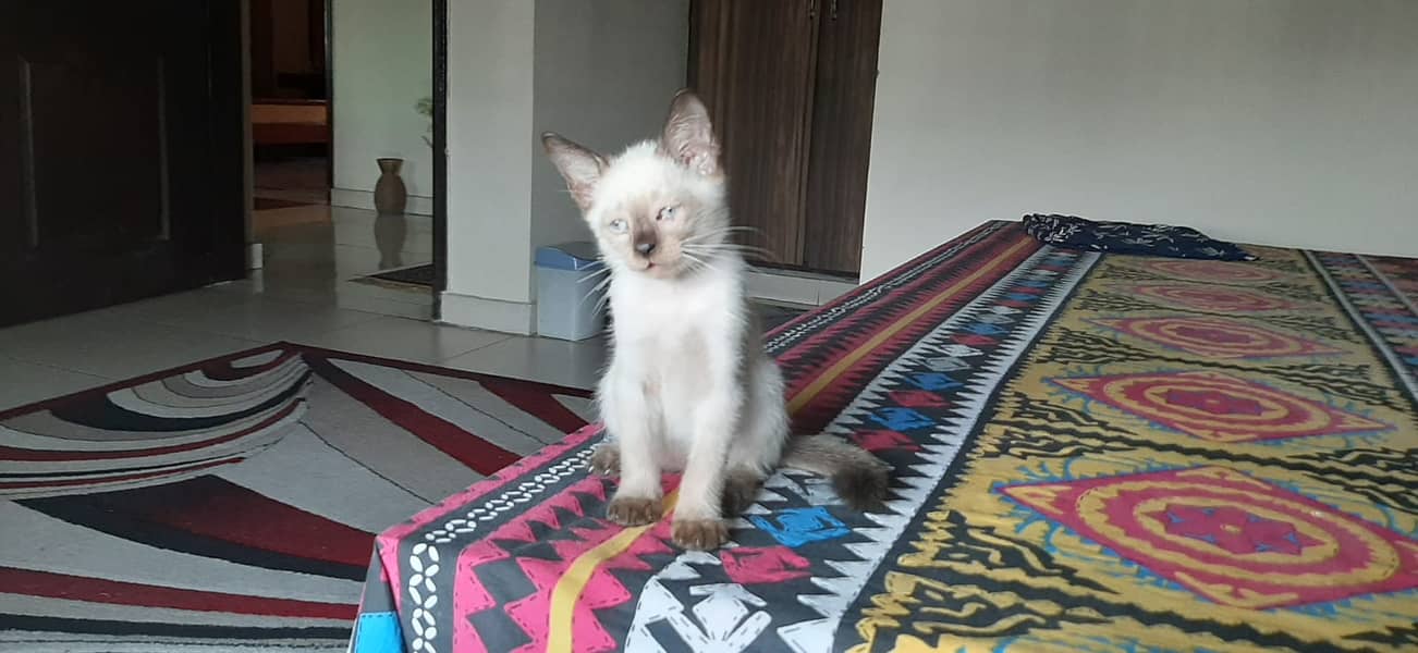 Siamese kitten 2 months old blue eyes 0