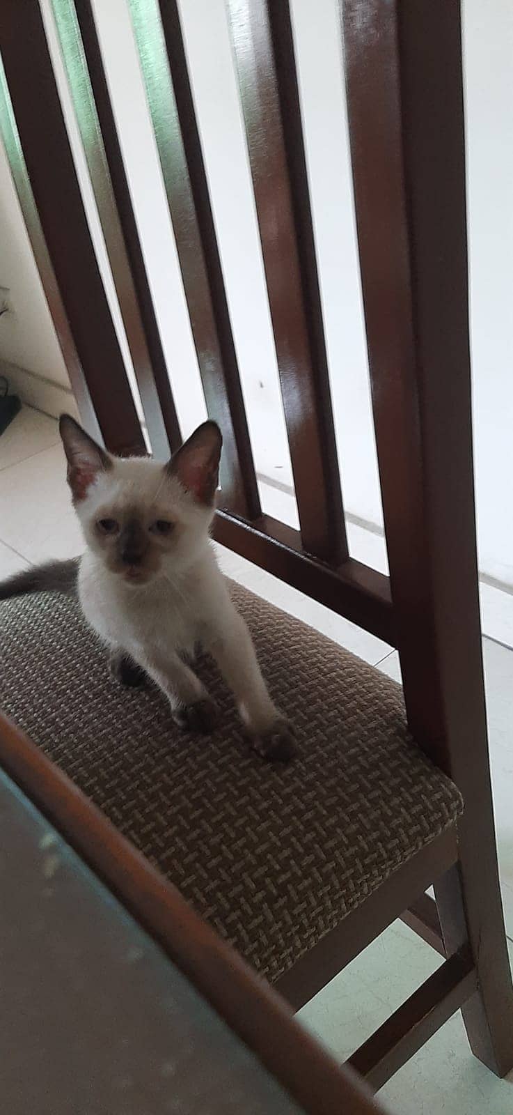 Siamese kitten 2 months old blue eyes 1