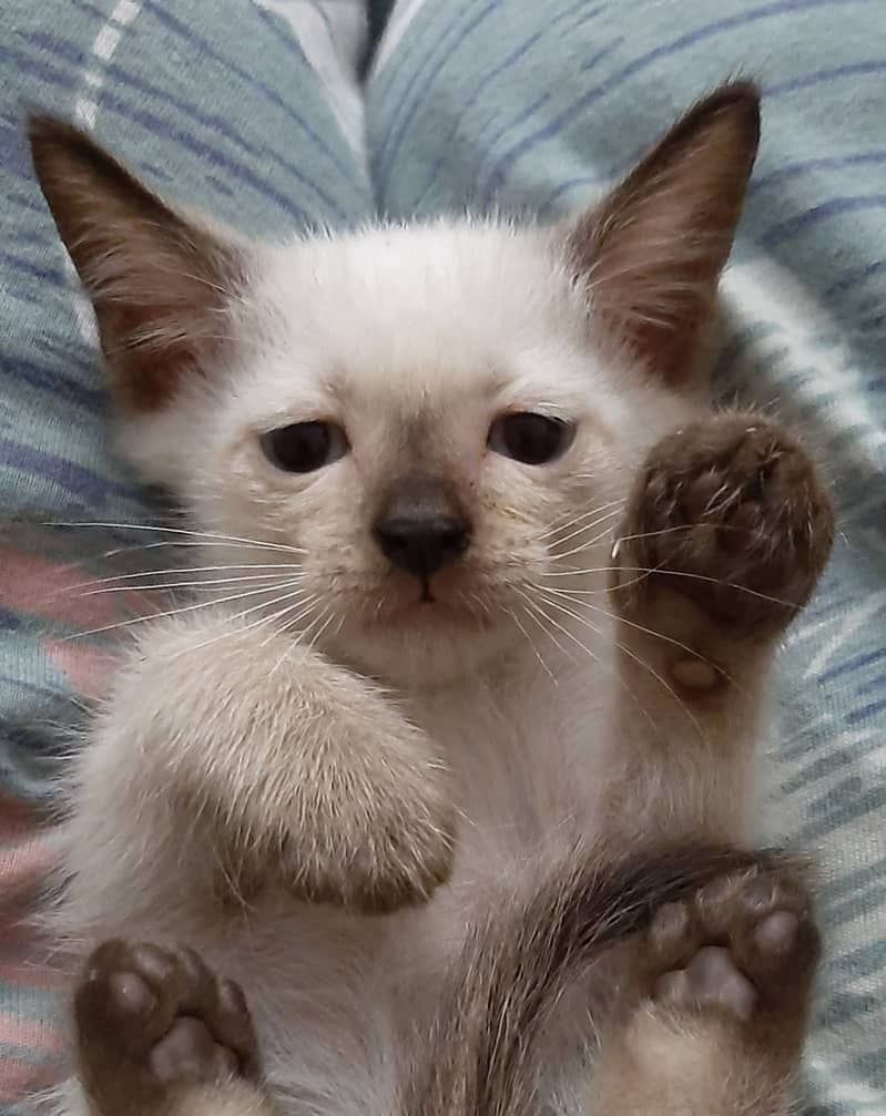 Siamese kitten 2 months old blue eyes 2