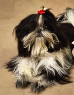 Shih Tzu/Shitzu/Shihtzu male pedigreed 10 month