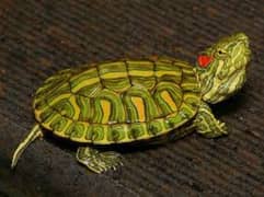 red eared silder turtle baby