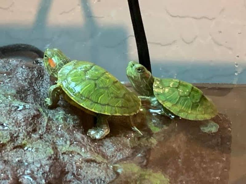 red eared silder turtle baby 1