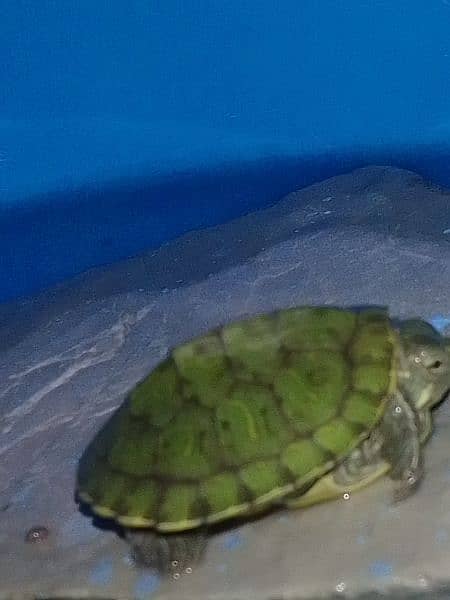 red eared silder turtle baby 2