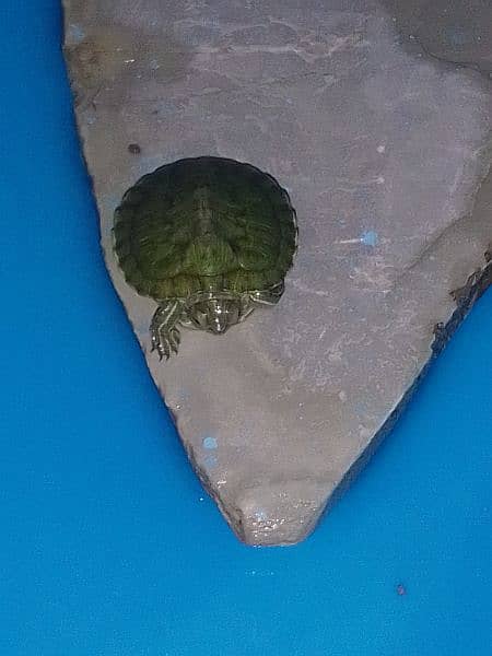 red eared silder turtle baby 3