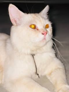 Male Cate persian friendly and funny