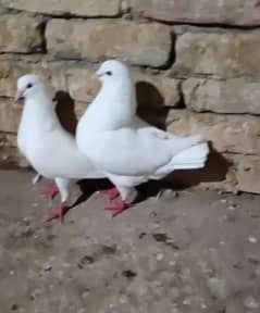 Fancy pigeon pair king