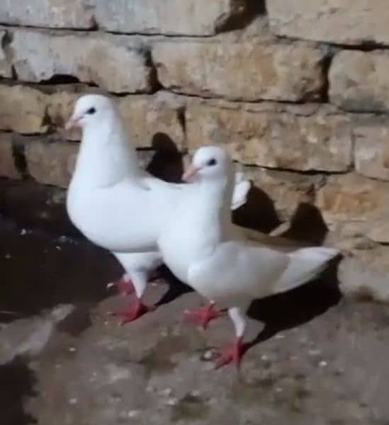 Fancy pigeon pair king 1