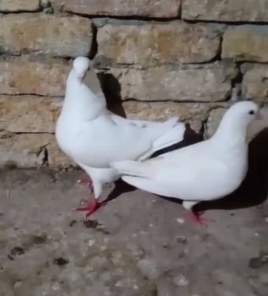 Fancy pigeon pair king 2