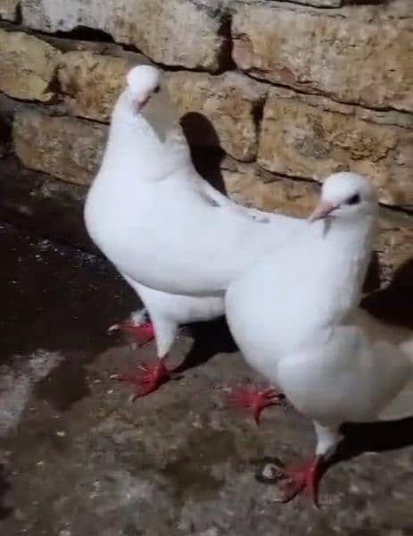 Fancy pigeon pair king 3