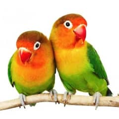 Love Birde Fisher Pair