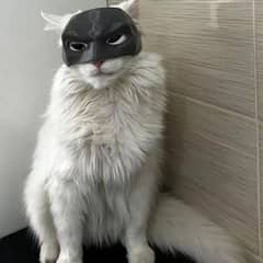 Cat Batman Mask