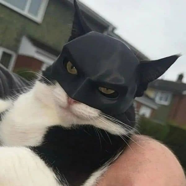 Cat Batman Mask 1