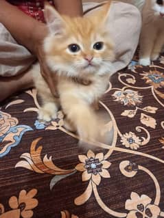 Persian kittens for Sale, age 3 months,2 females and male,each Rs. 8k