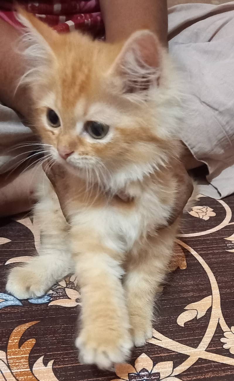 Persian kittens for Sale, age 3 months,2 females and male,each Rs. 8k 1