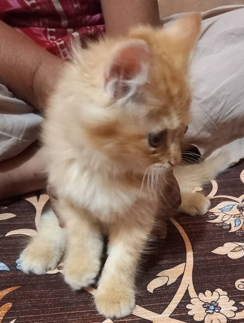 Persian kittens for Sale, age 3 months,2 females and male,each Rs. 8k 2