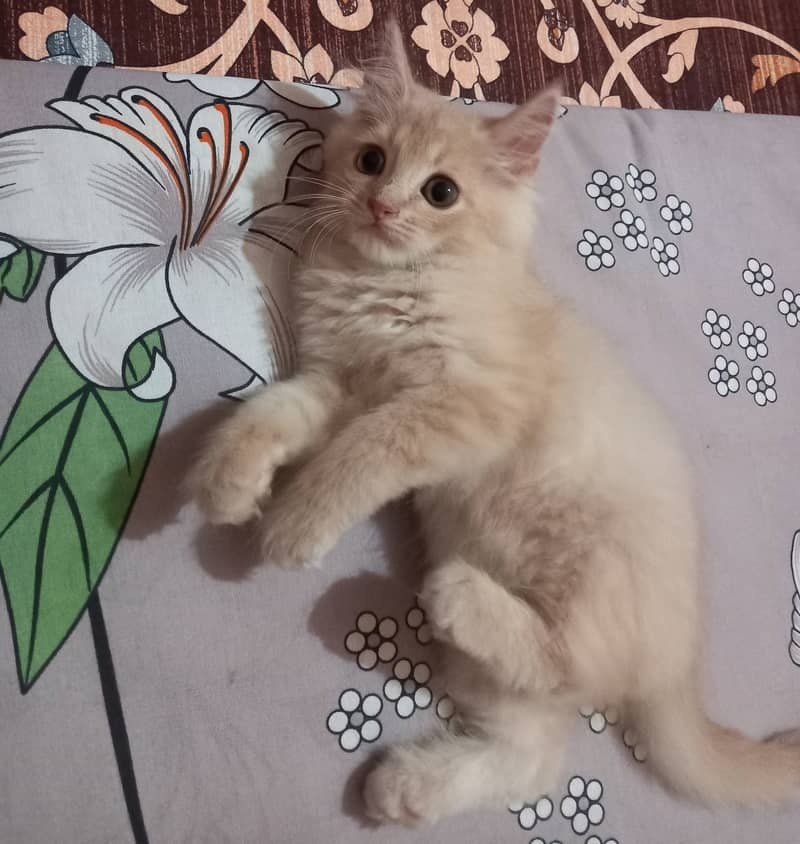 Persian kittens for Sale, age 3 months,2 females and male,each Rs. 8k 3