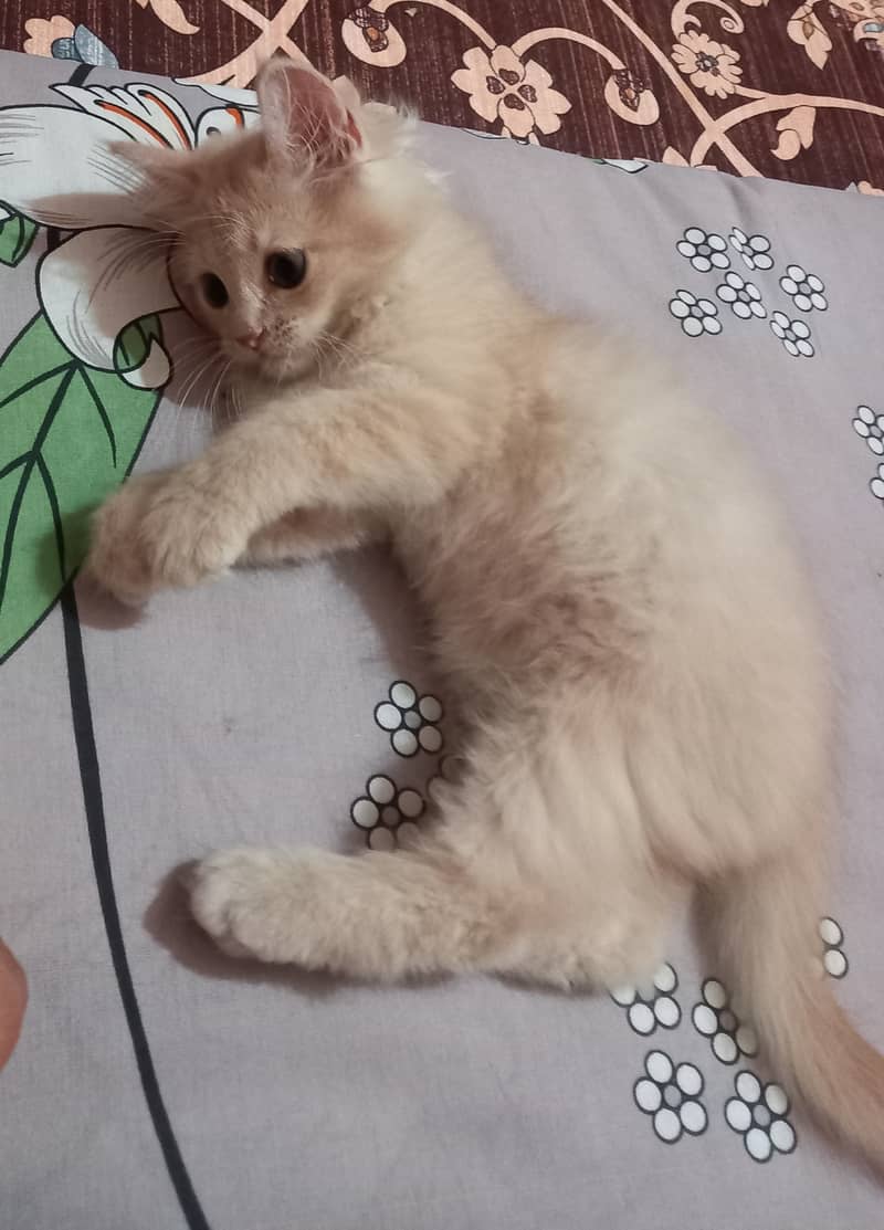 Persian kittens for Sale, age 3 months,2 females and male,each Rs. 8k 4