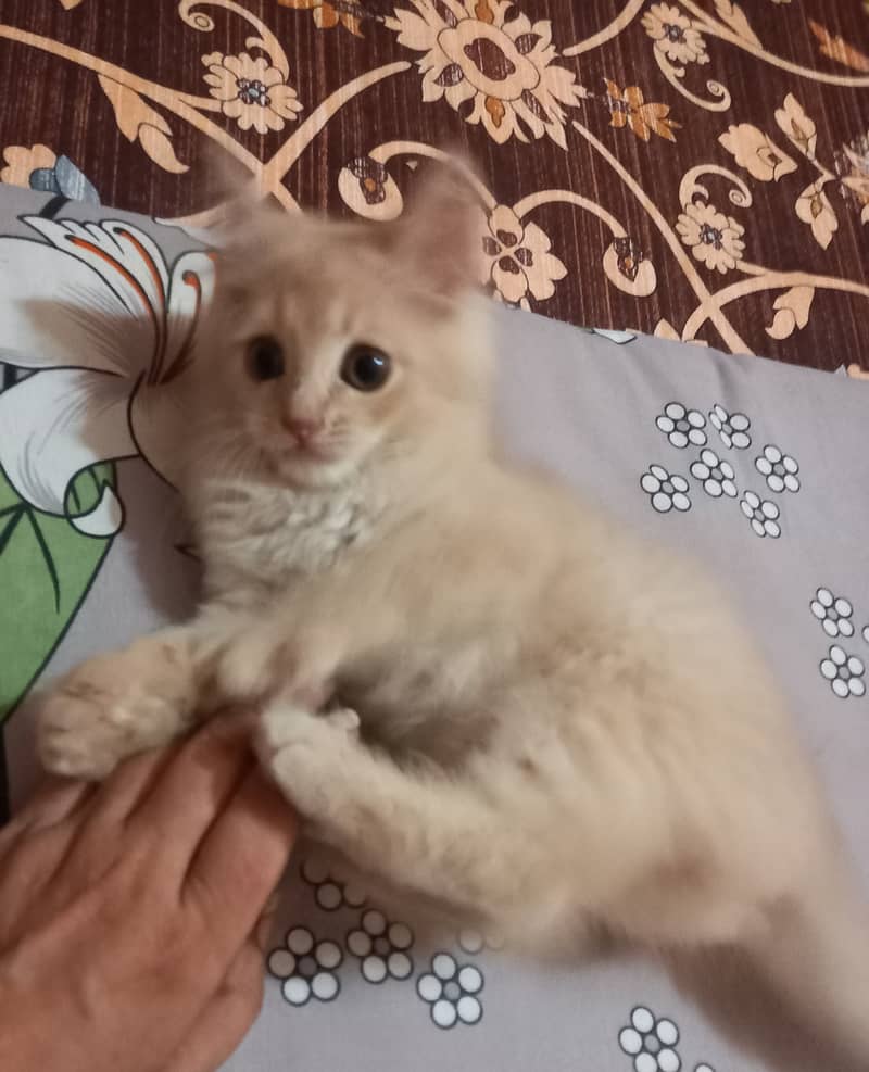 Persian kittens for Sale, age 3 months,2 females and male,each Rs. 8k 5