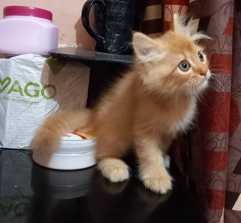 Persian kittens for Sale, age 3 months,2 females and male,each Rs. 8k 6