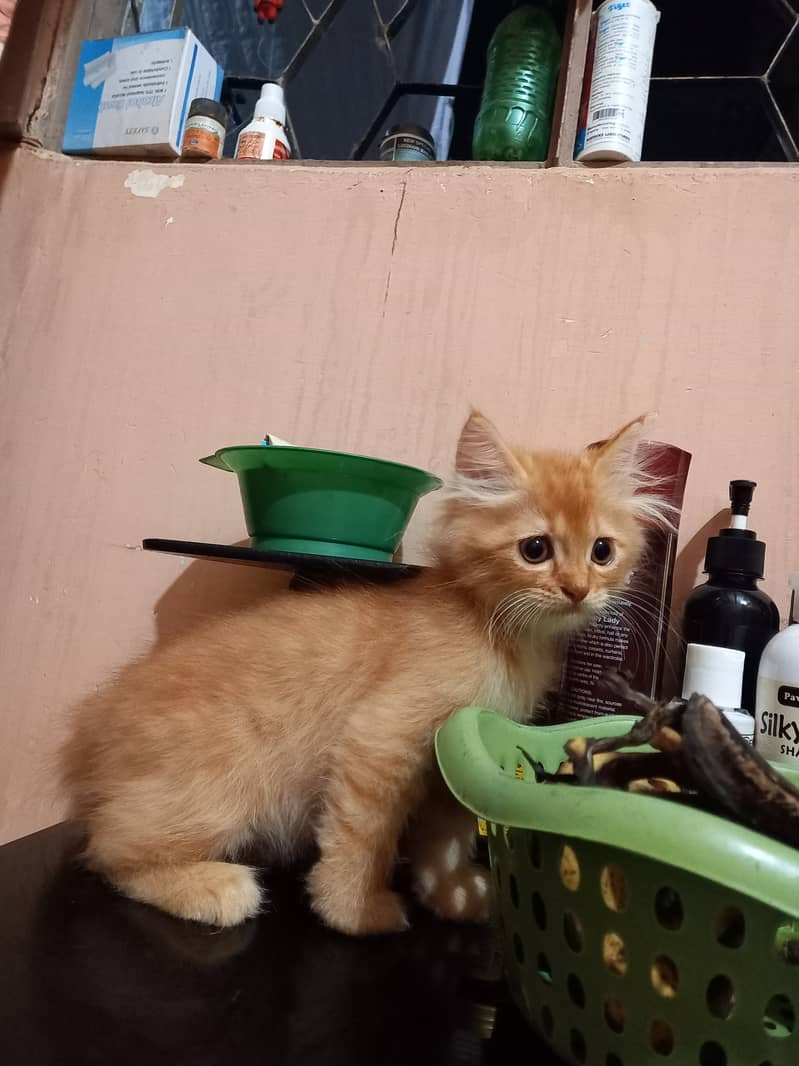 Persian kittens for Sale, age 3 months,2 females and male,each Rs. 8k 7