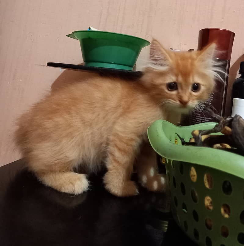 Persian kittens for Sale, age 3 months,2 females and male,each Rs. 8k 8