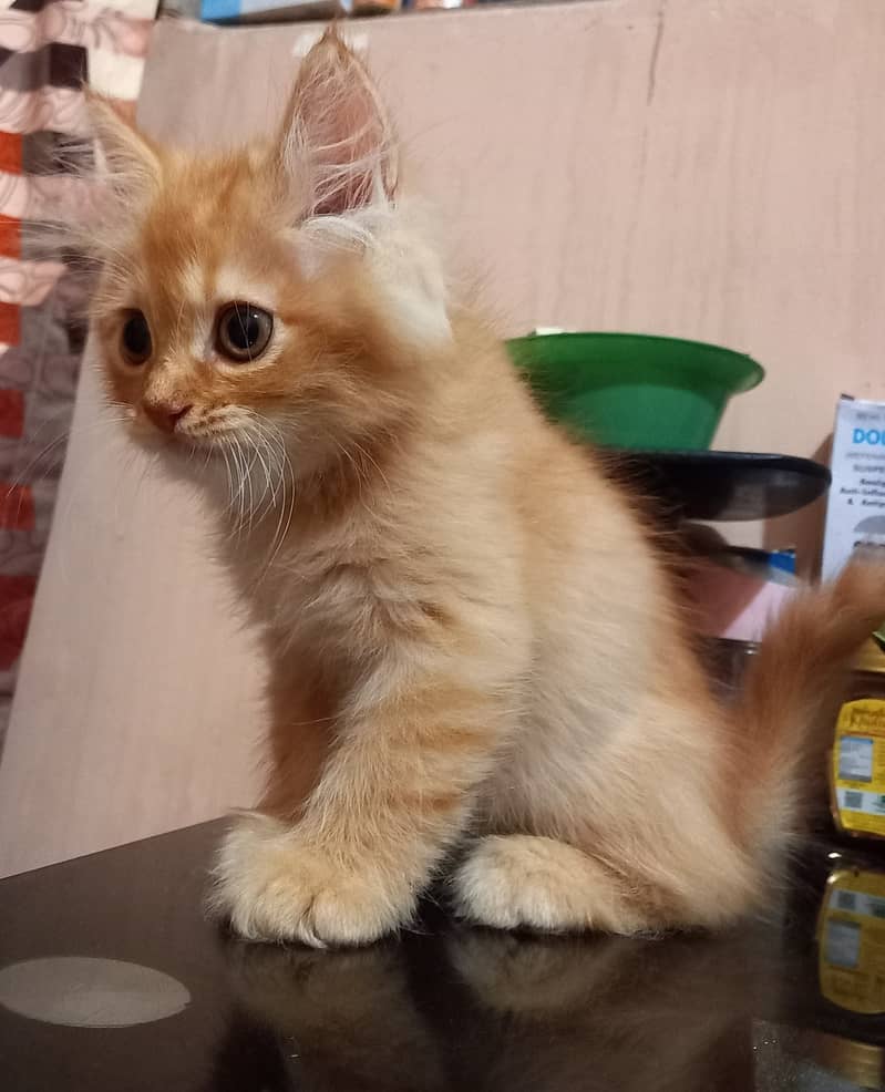 Persian kittens for Sale, age 3 months,2 females and male,each Rs. 8k 9