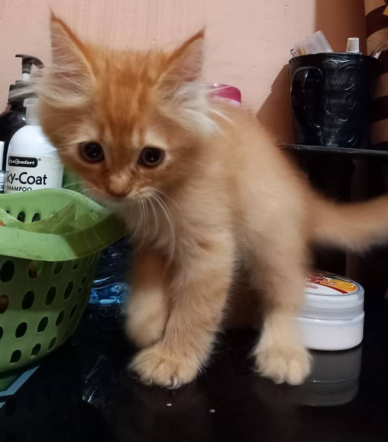 Persian kittens for Sale, age 3 months,2 females and male,each Rs. 8k 10