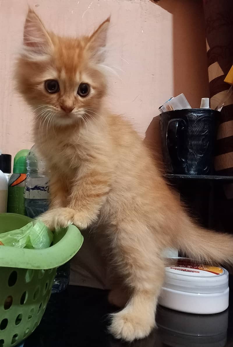 Persian kittens for Sale, age 3 months,2 females and male,each Rs. 8k 11