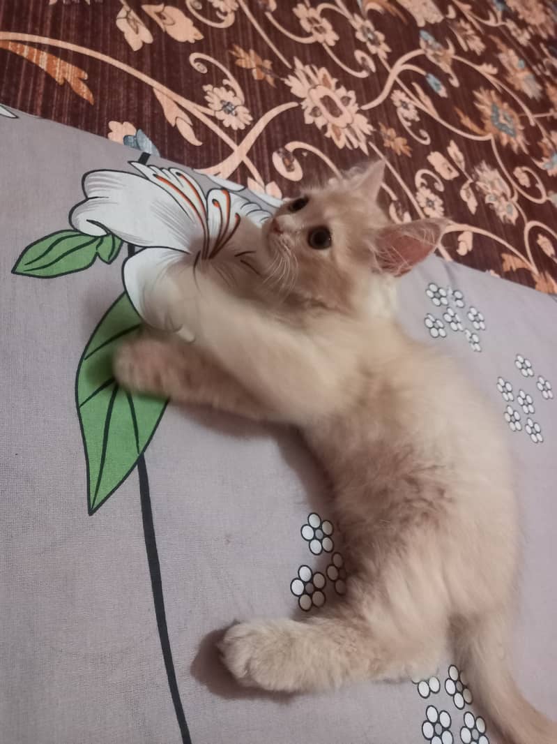 Persian kittens for Sale, age 3 months,2 females and male,each Rs. 8k 12