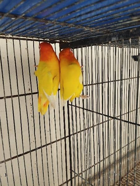 lotino parsnata redeyes pair price 1