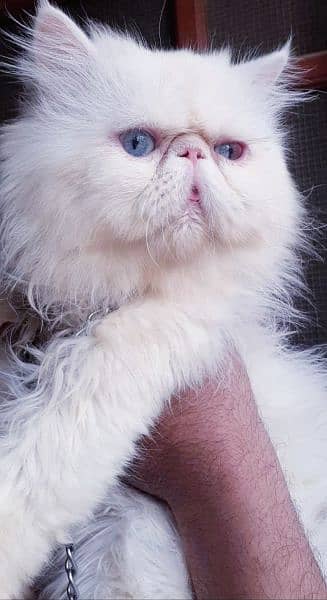 cfa blood line imported peki stud Male mating parpous available 1