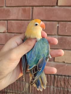 voilet parblue Opaline //Pf quality birds for sale