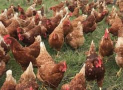 lohmann brown hens for sale 0