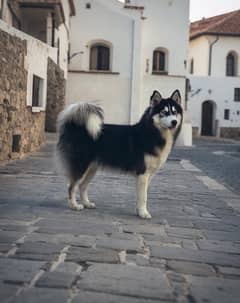 Siberian Husky male for st*d | black & white | blue eyes