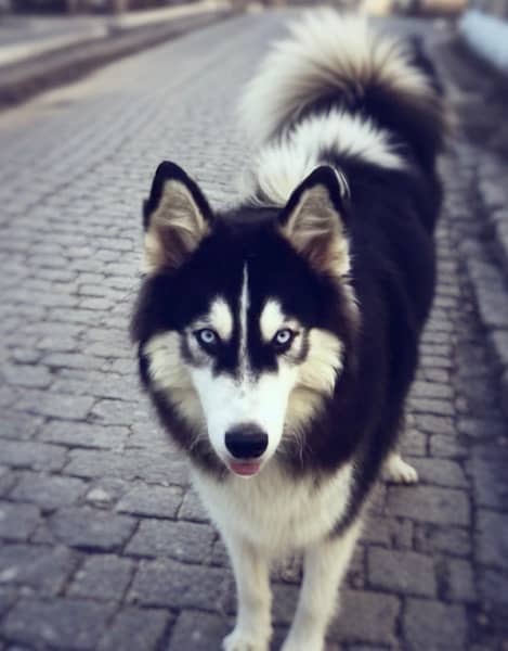 Siberian Husky male for st*d | black & white | blue eyes 2