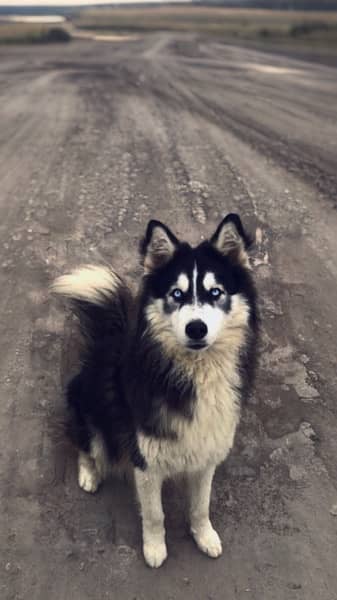 Siberian Husky male for st*d | black & white | blue eyes 4