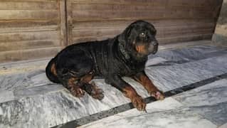 rottweiler  male age 2 years argent sale