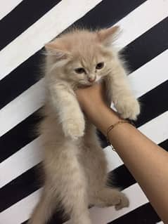 Pure Persian kittens triple coated pair available