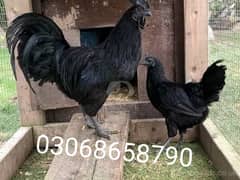 Ayam Cemani Breeder Pair (Grey Tongue) Plus Quality