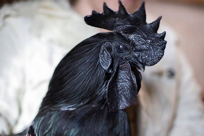 Ayam Cemani Breeder Pair (Grey Tongue) Plus Quality 1