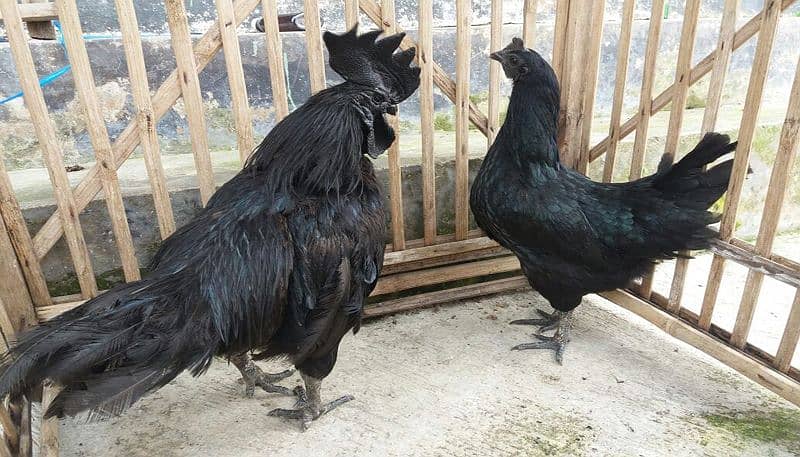 Ayam Cemani Breeder Pair (Grey Tongue) Plus Quality 2