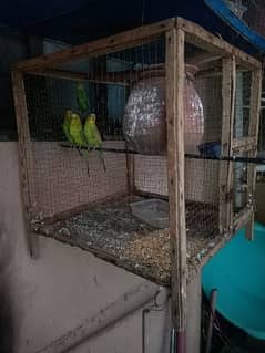 Australian Pair Black Eyes with Cage