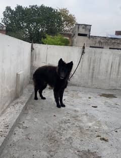 Black Shepherd Female Dog 0